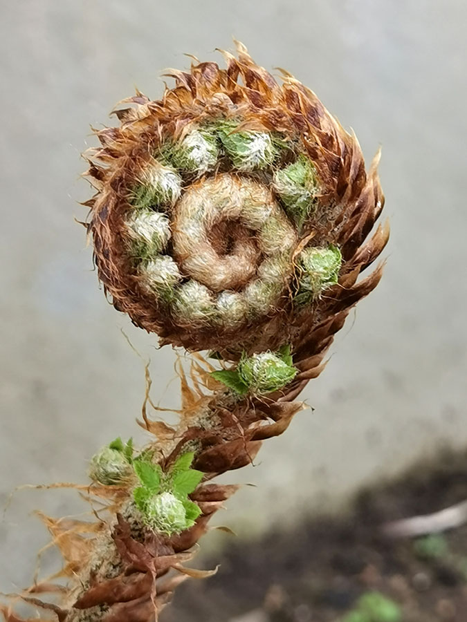 Dryopteris filix-mas